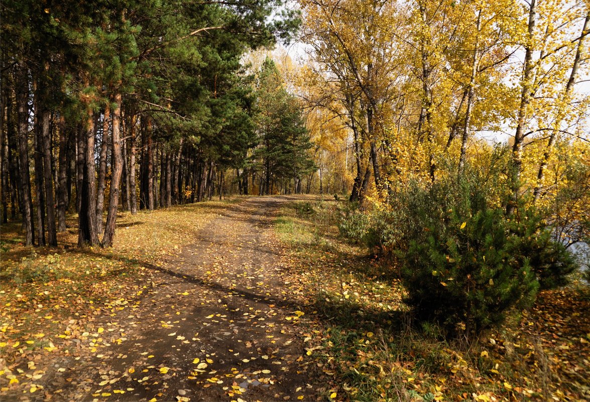 Осенний лес - Наталия Григорьева