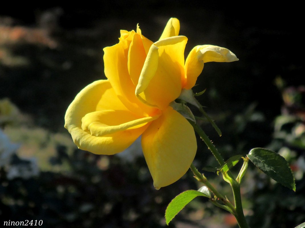 Жёлтая роза октября - Нина Бутко