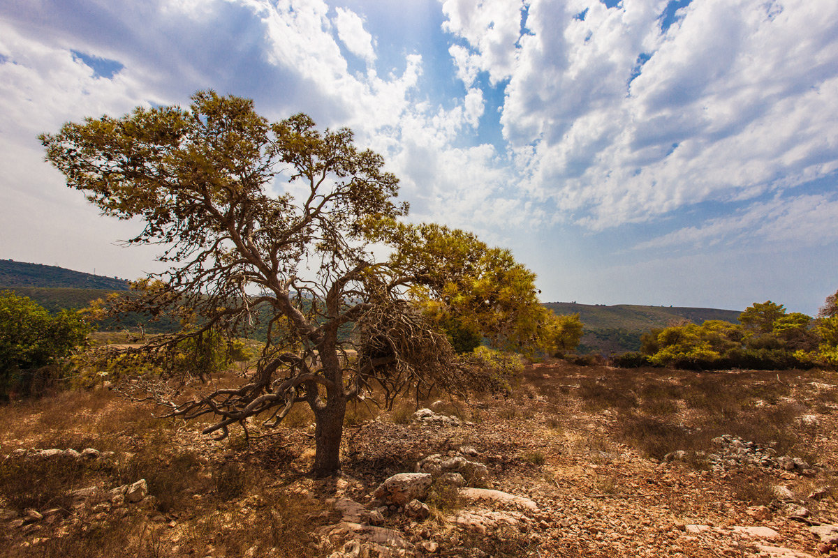 в парке - Aharon Gershon