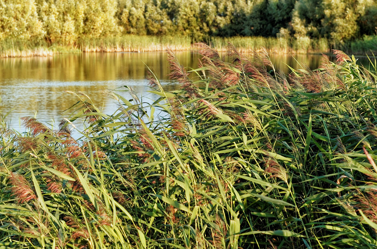 Трава на озере - Дмитрий Конев
