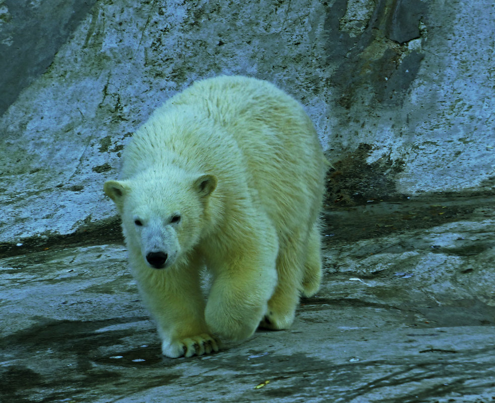 Белый медвежонок - Александр Запылёнов