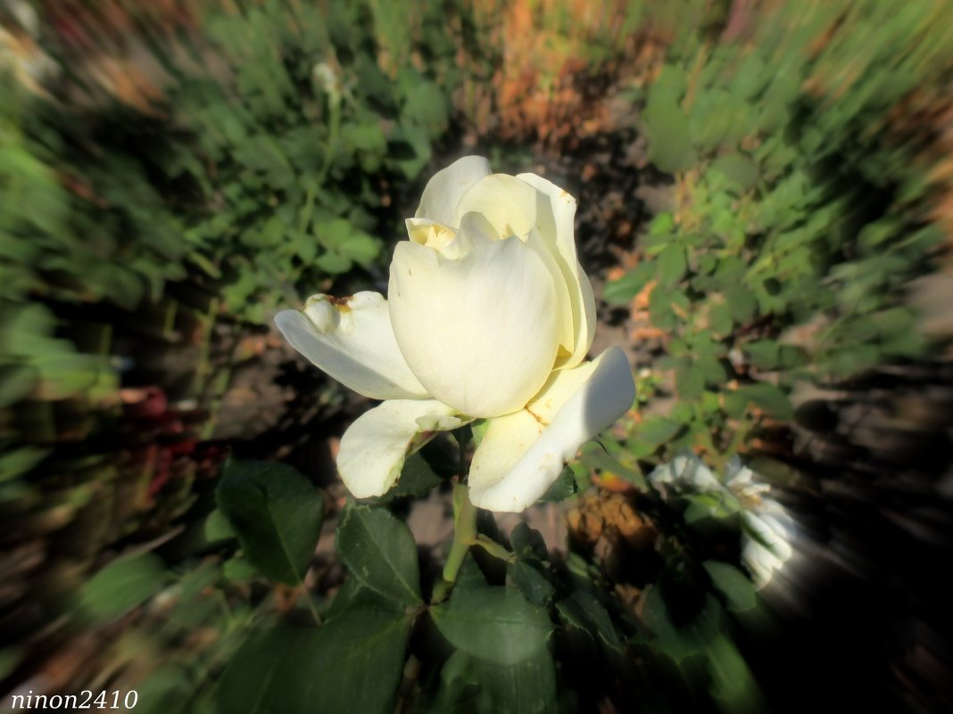 Белая роза октября - Нина Бутко