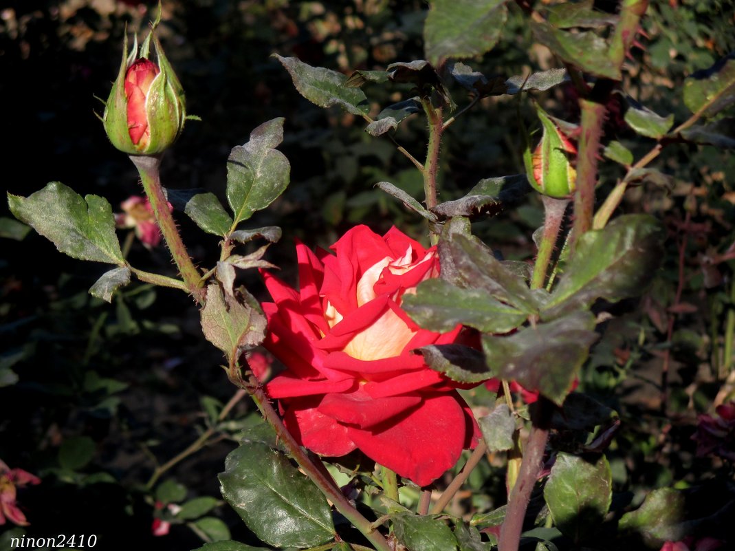 Октябрьские розы - Нина Бутко