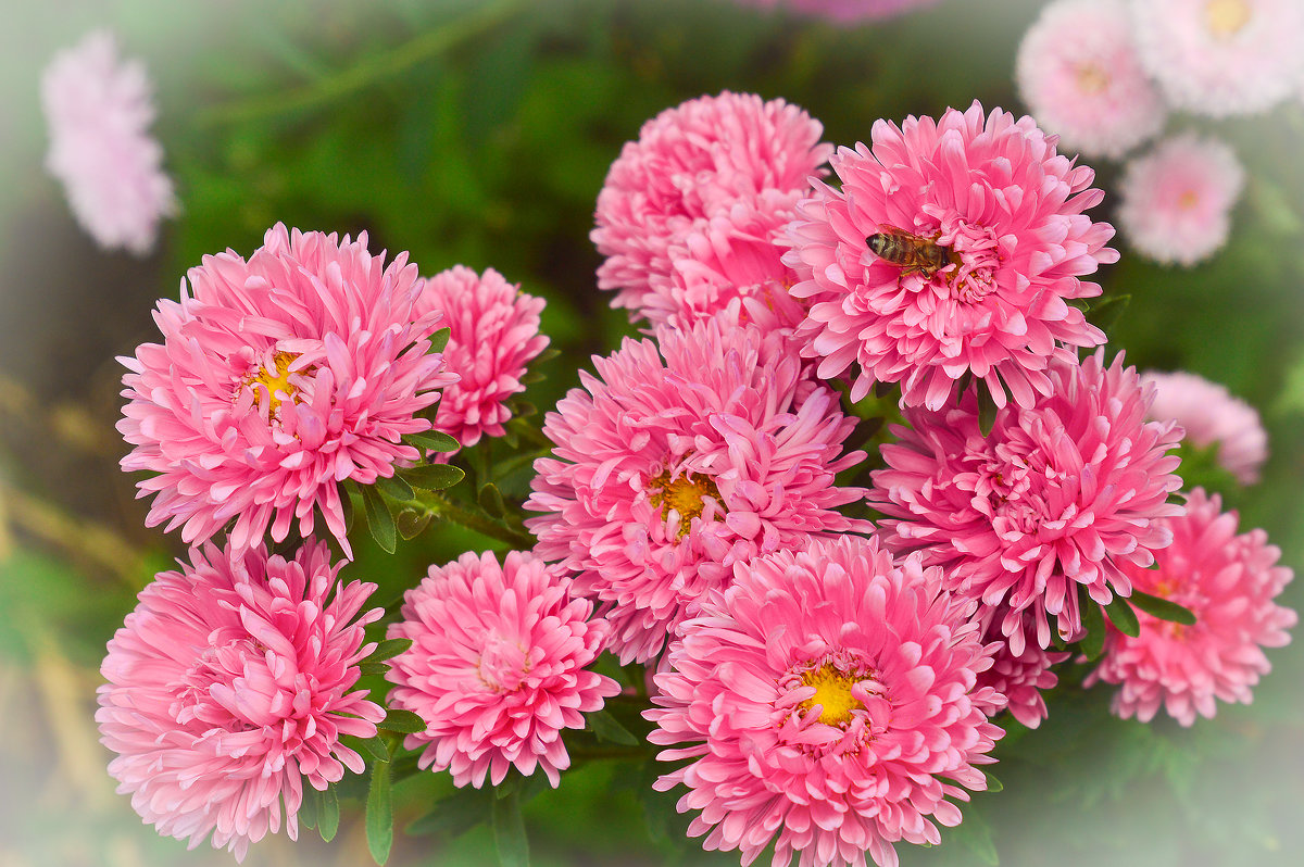 осенние цветы - Viktoriya Bilan
