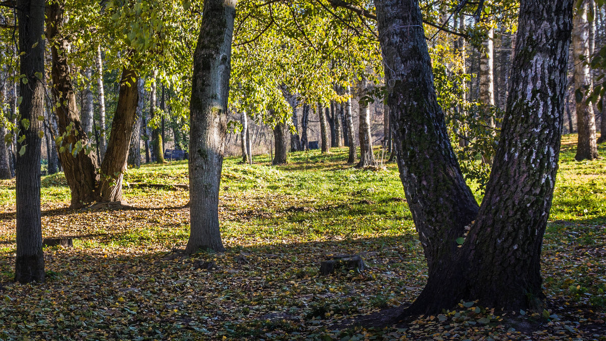 Осень в парке - Владимир Буравкин