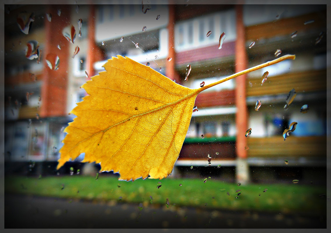 Осень... Дождь... - Natalisa Sokolets