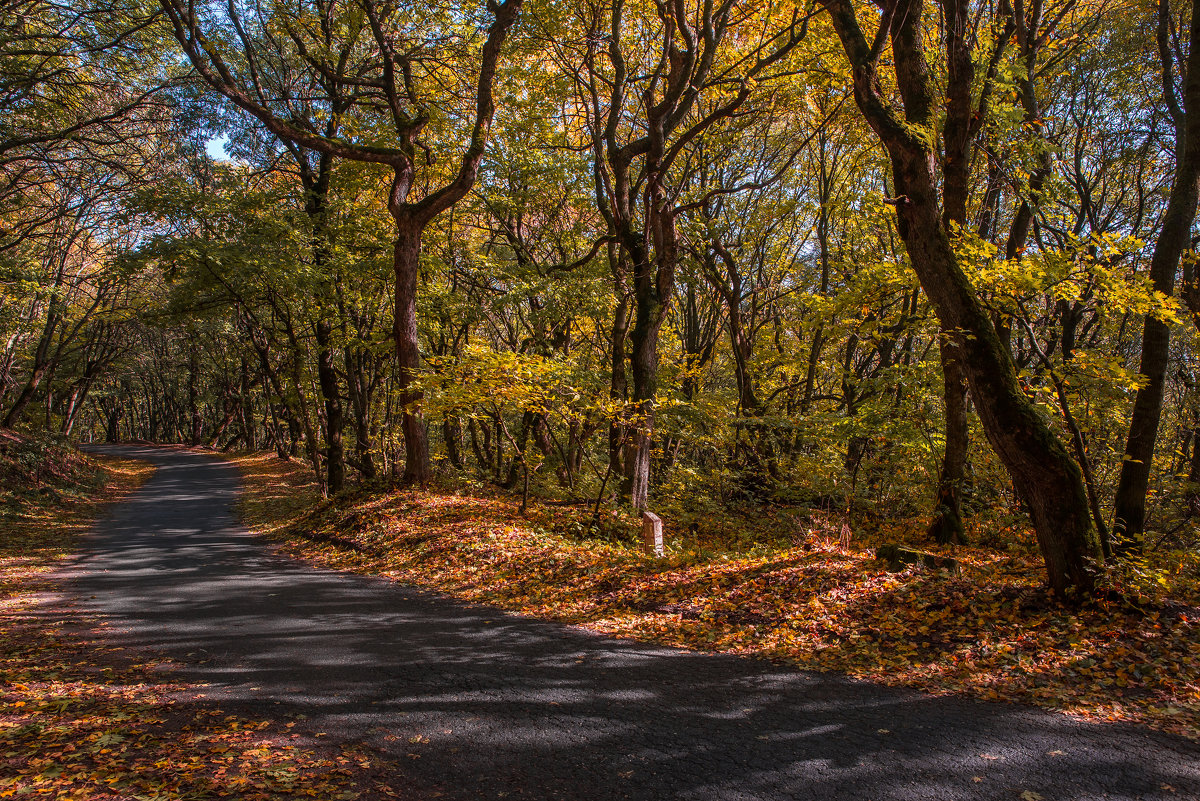 Осенний лес в Пятигорске на горе Бештау - Ирина Помогайбо