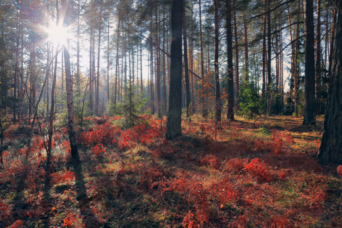Заглянет солнце иногда вглубь октябрьского леса... - Roman Lunin
