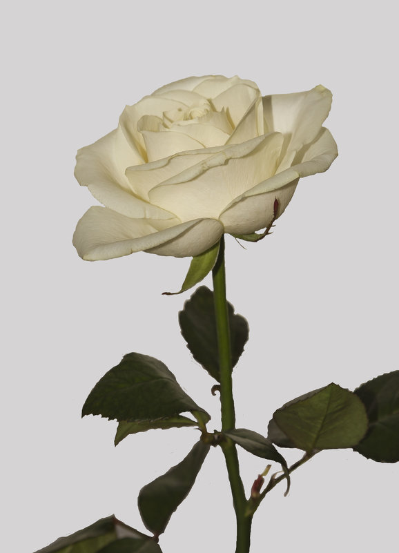 Белая роза - Александр Ширяев