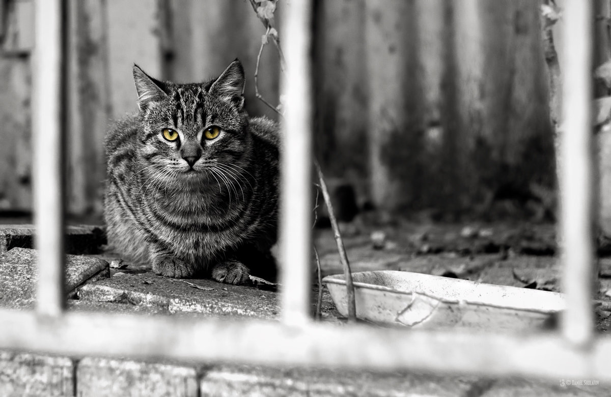 Уличный кот - Daniel (Fichetto)