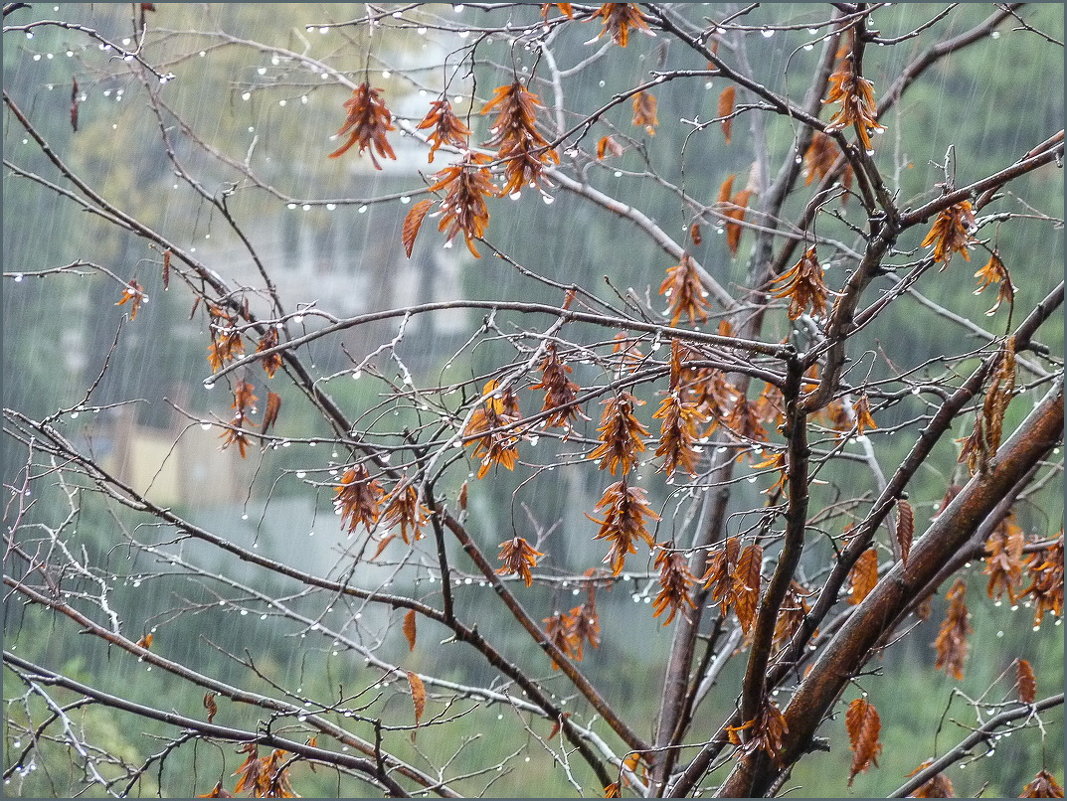 Осенний дождь... - Наталья Rosenwasser