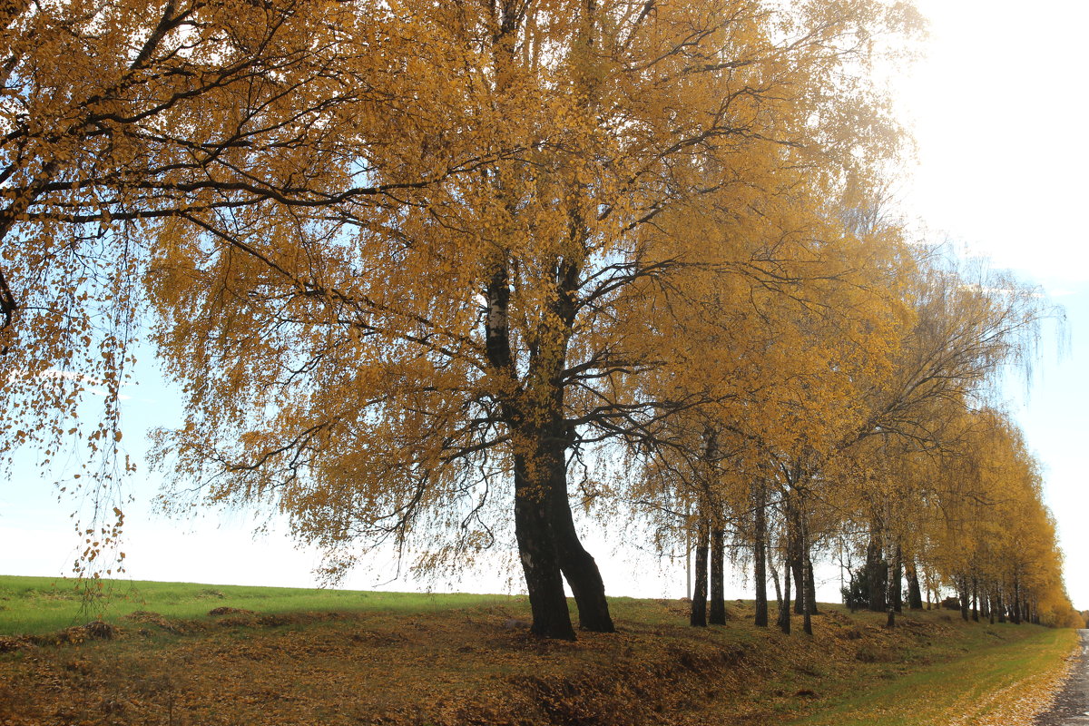 27.10.2015 Осень - Александр 