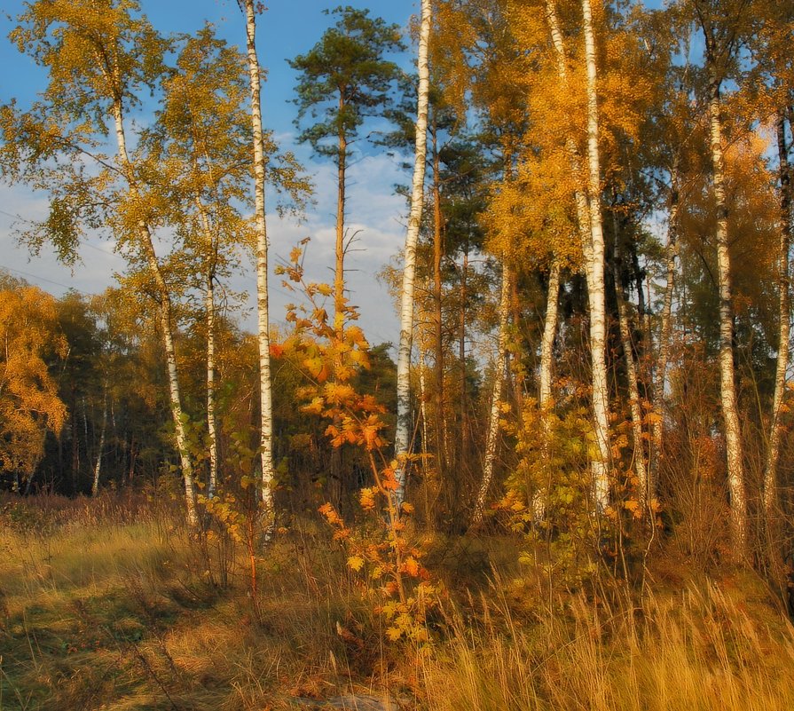 Золотая осень - sergej-smv 