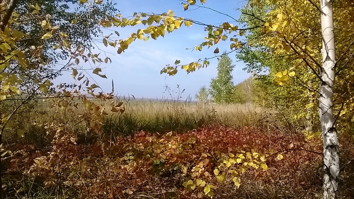 Осень - Елена Данилычева