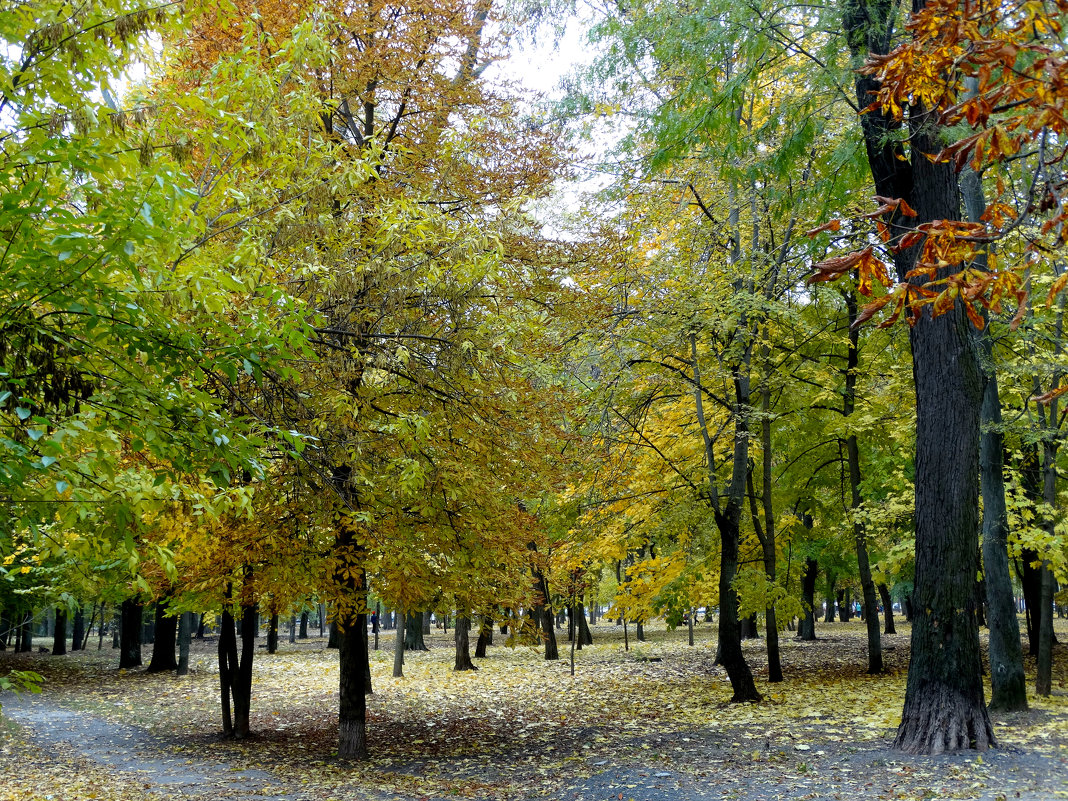 Осень в парке...6 - Тамара (st.tamara)