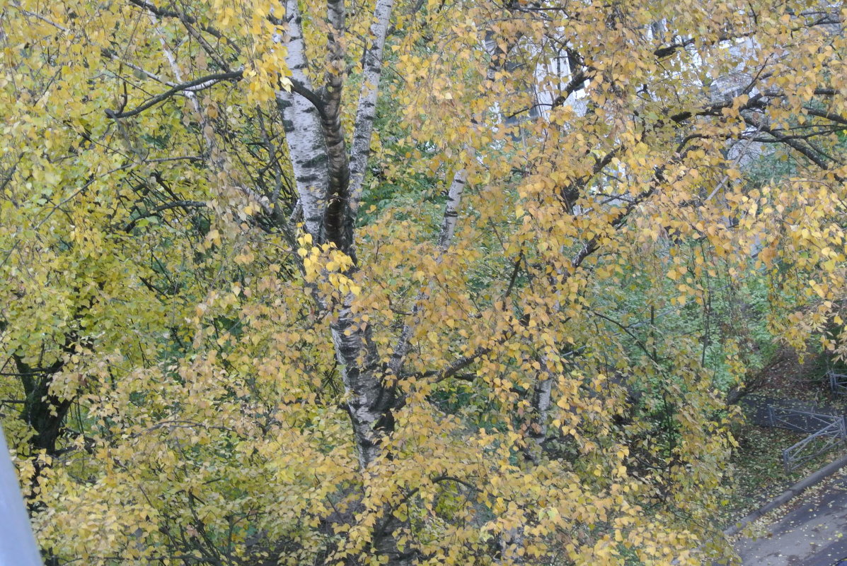 Осенняя береза - Томчик Подольская