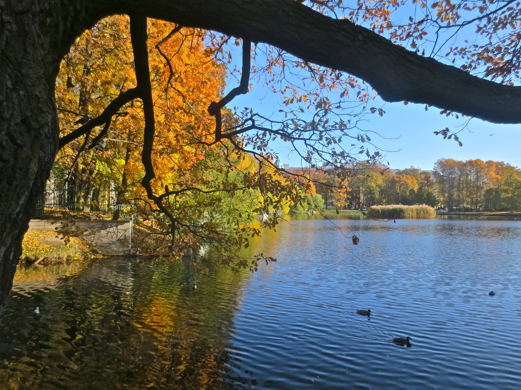 в осеннем парке - Елена 