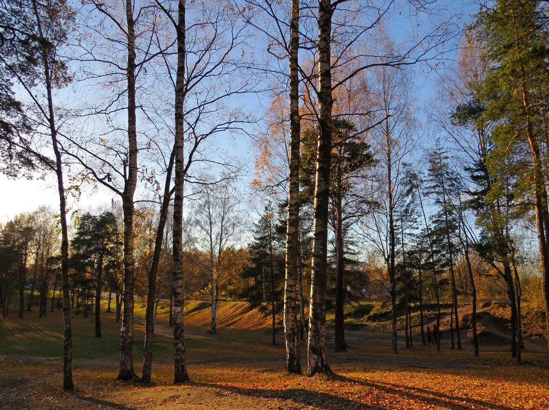 Почти лес - Вера Щукина