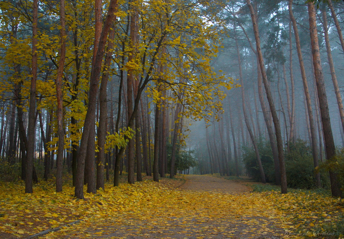 Тихая осень, печально-красивая… Листья порхают в свободном кружении... - Svetlana Kravchenko