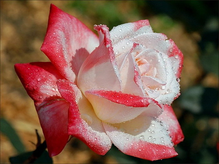 Обаяние  розы    двойного  цвета - Valentina Lujbimova [lotos 5]