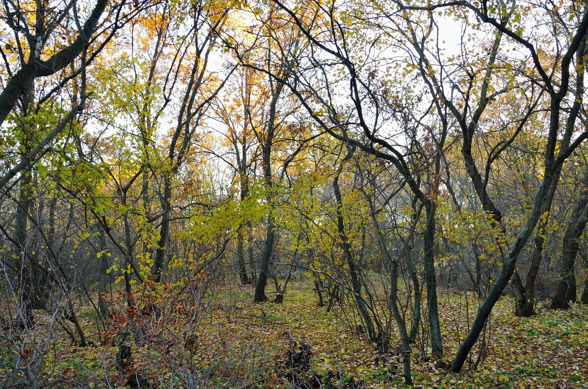 Осенний лес - Александр Стариков