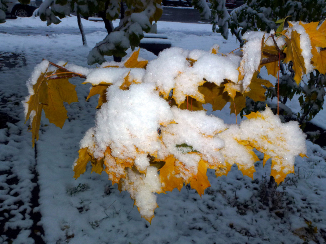 Листья клена в снегу - Асылбек Айманов