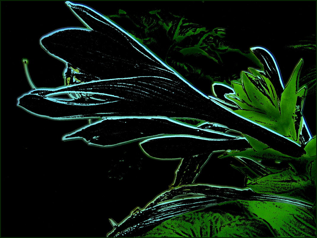 Абрис цветка хосты - Нина Корешкова