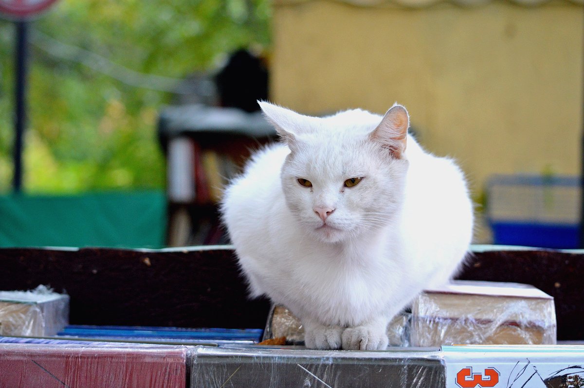 Белый кот - Игорь Попов