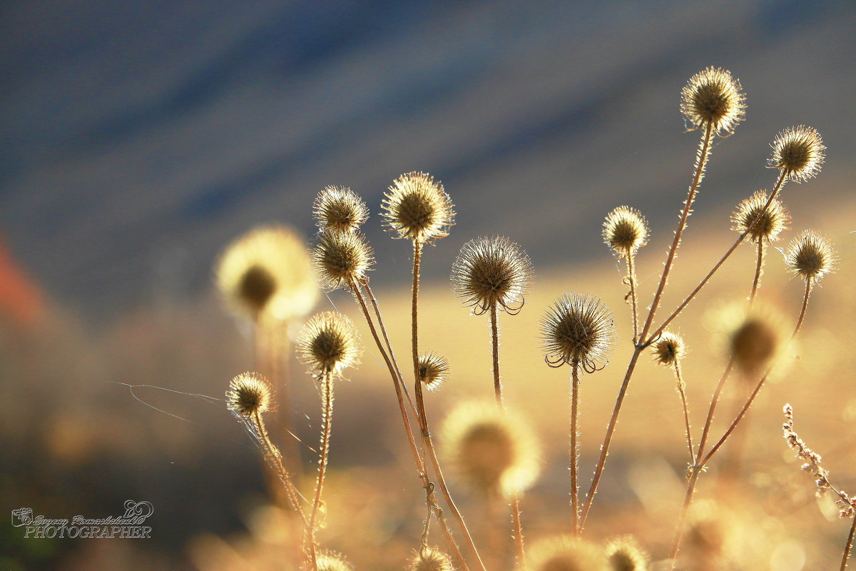 . - PHOTOGRAPHER Evgeny Romashchenko