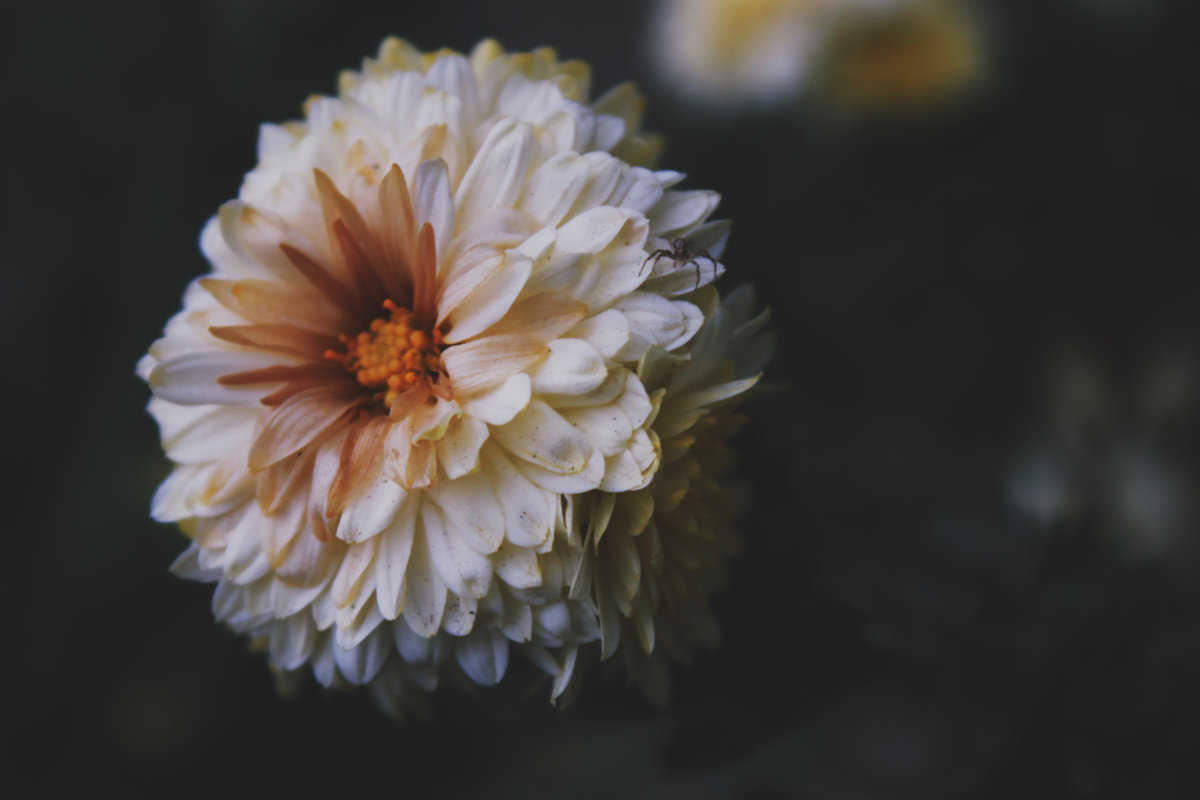 Осіння квітка - Анна Сухомлин