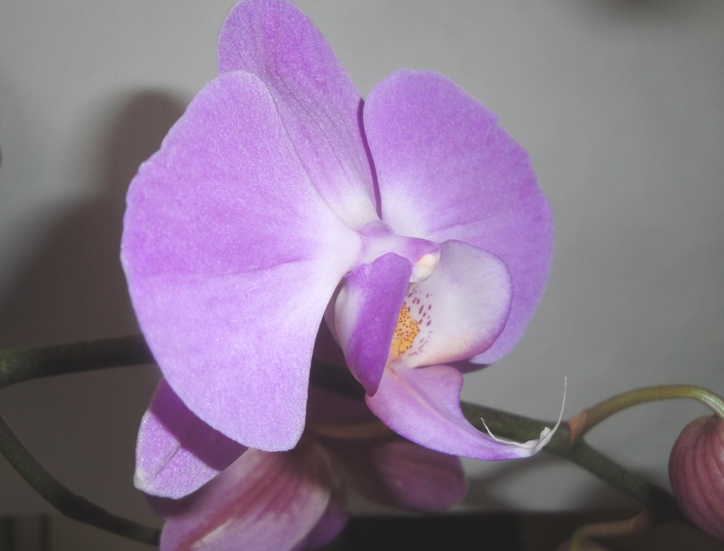 Орхидея - Лебедев Виктор 