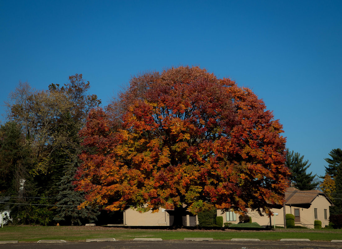 Отдельно стоящее дерево возле больницы св.Бенедикта (Пенсильвания,США) - Leha F