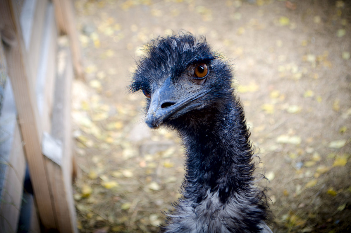 Маленькая птичка страус говорит вам "Привет" - Елена Брыкова