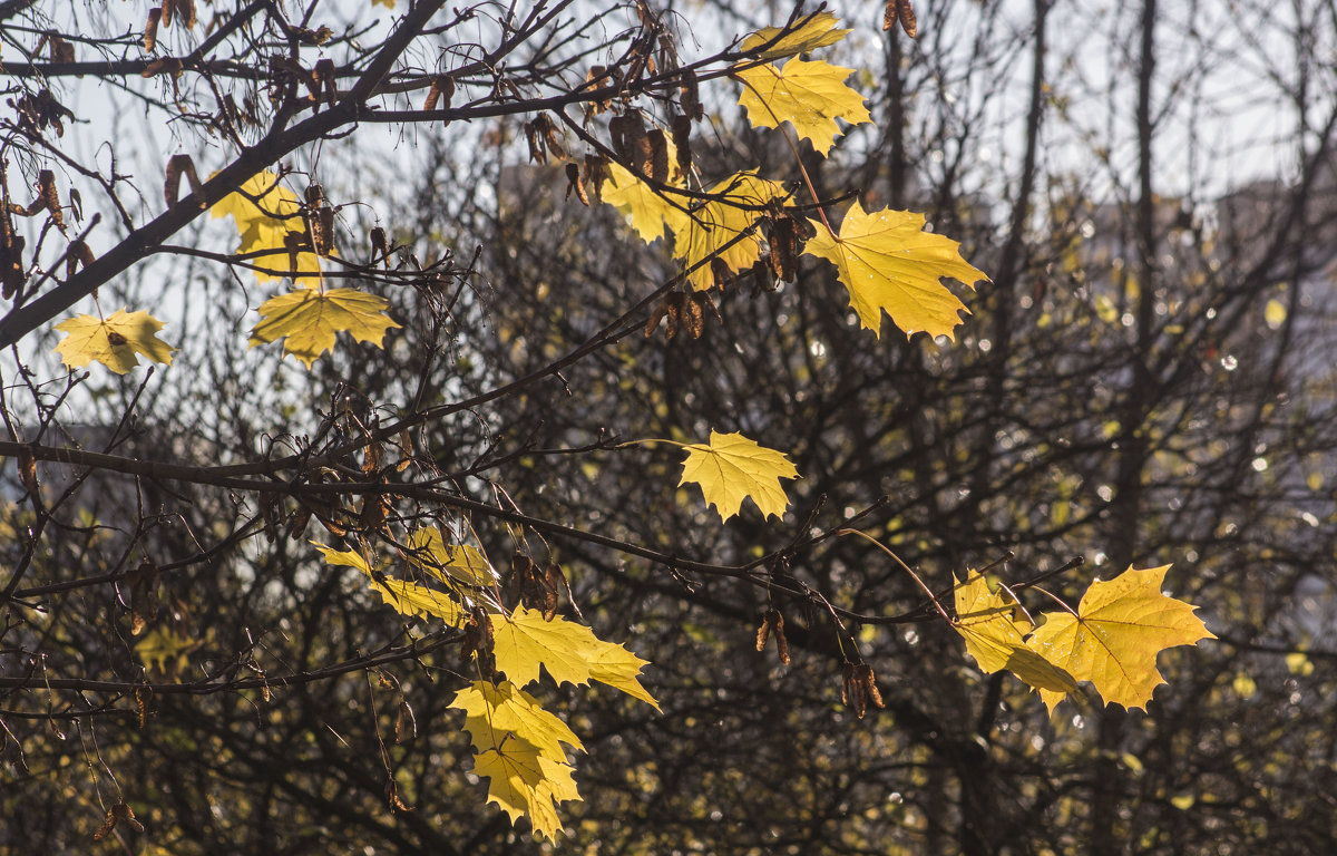 Ноябрьские листья - Aнна Зарубина