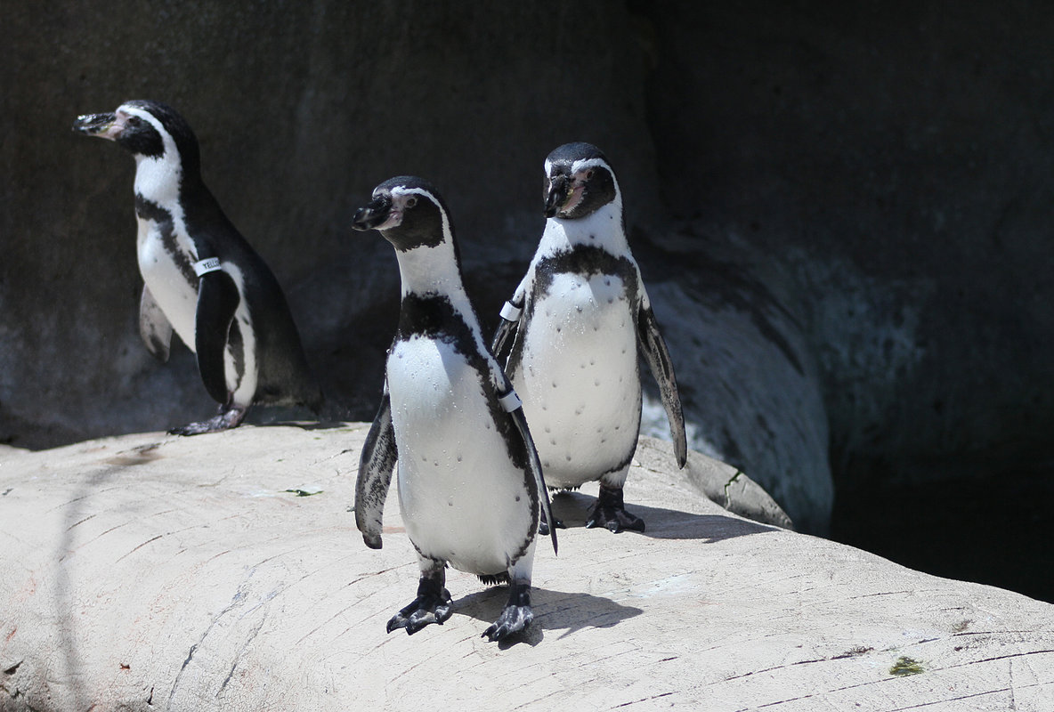 Любопытные пингвины - lady-viola2014 -