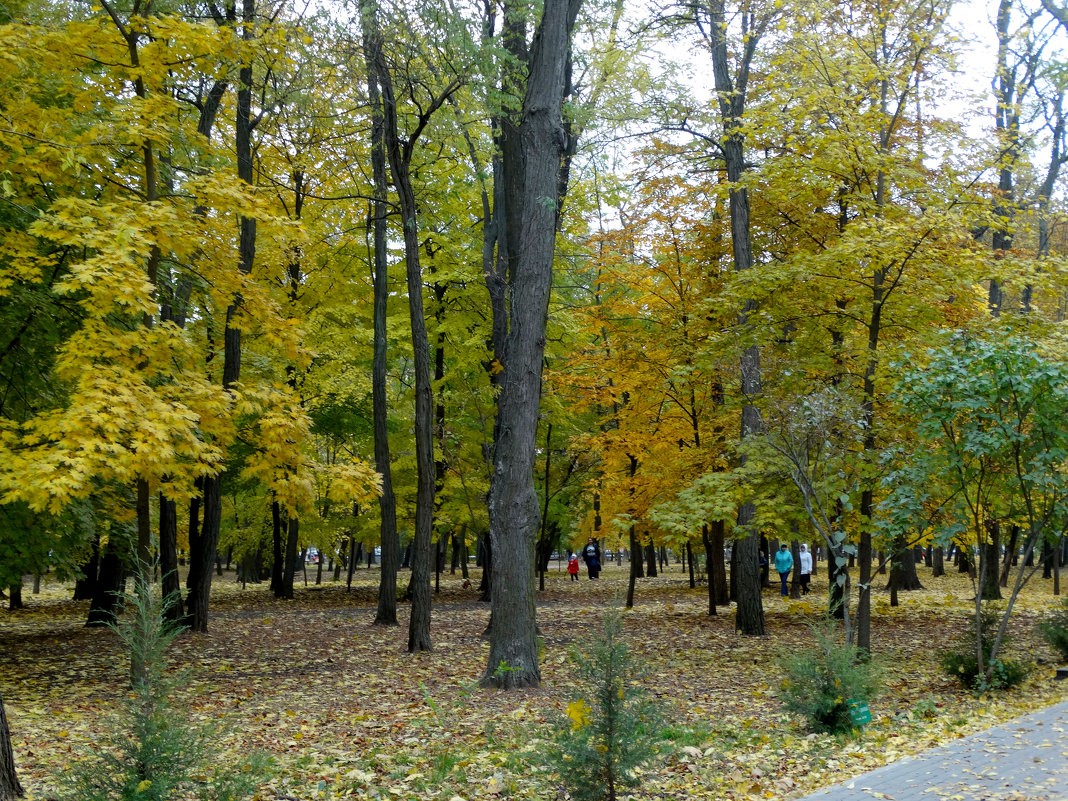 В осеннем парке...2 - Тамара (st.tamara)