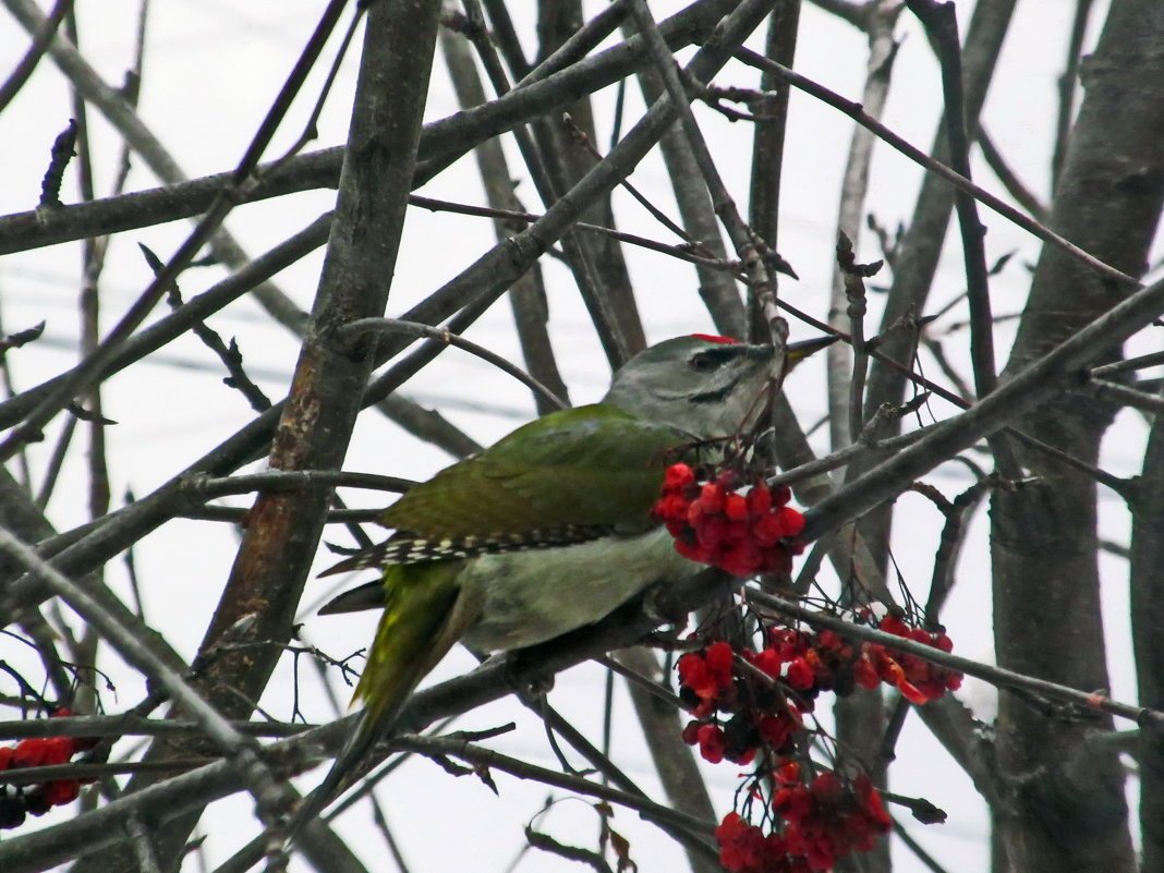 Седой дятел (Picus canus) - Yury Kuzmič