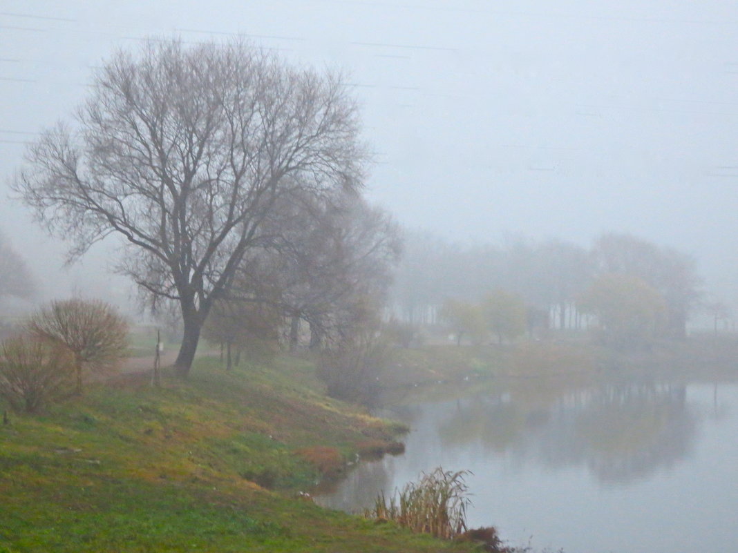 в тумане - Елена 