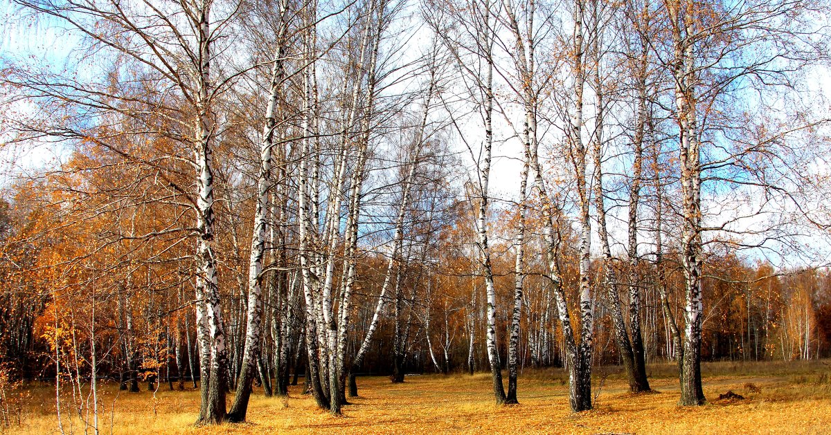 Осенняя фотозарисовка. - Борис Митрохин