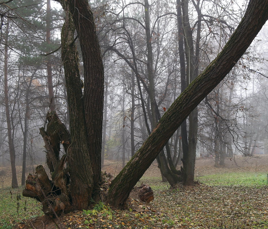 Сказочный лес - Андрей Михайлин