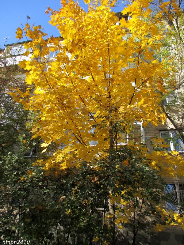 Золотая осень - Нина Бутко