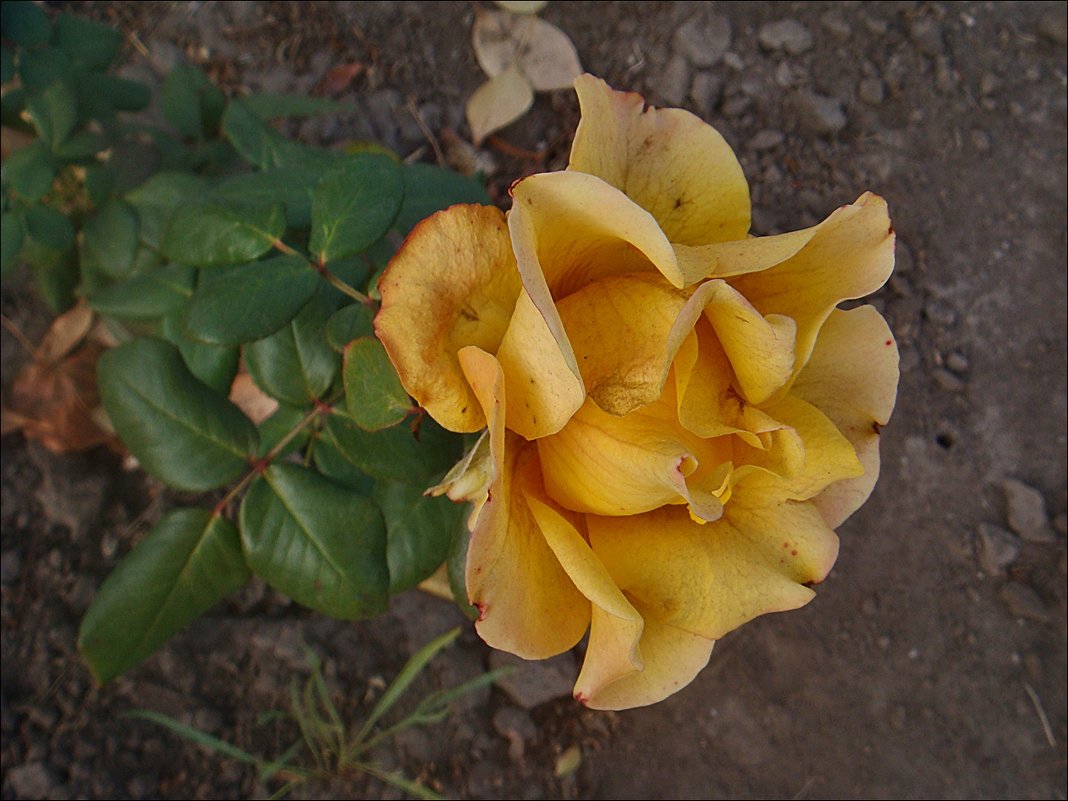 Ноябрьская роза - Нина Корешкова