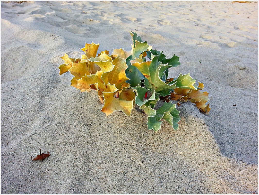 Растения песчаных дюн. - Валерия Комова
