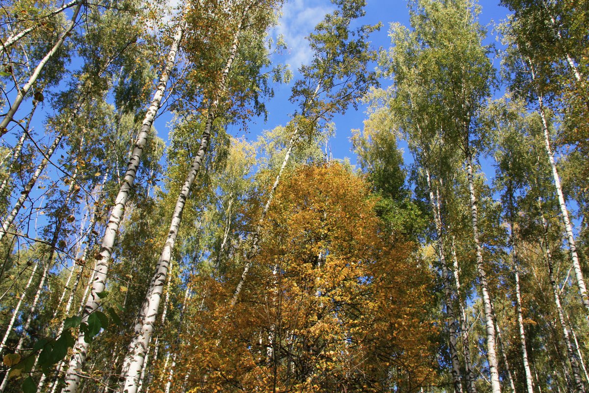 Осень - Владимир Холодницкий