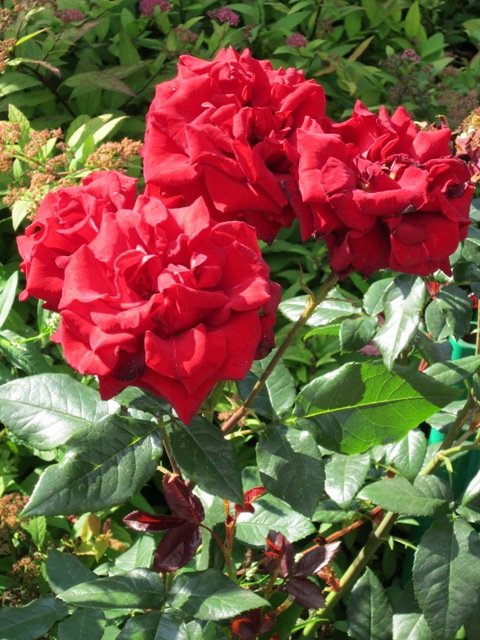 Эти красные розы - Дмитрий Никитин