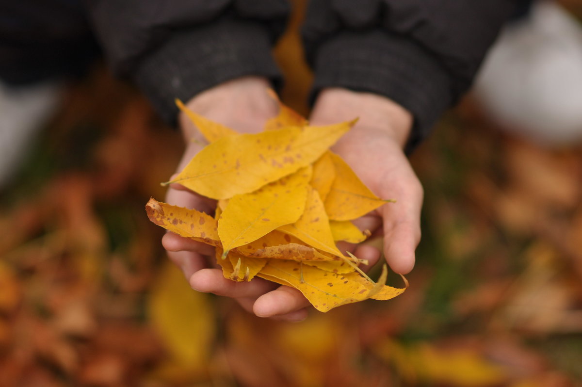 an autumn in the hands - Katerina Tighineanu