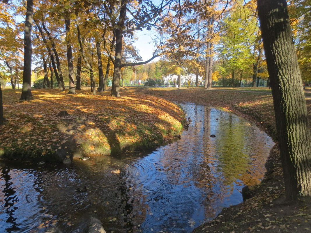 осень в парке - Елена 
