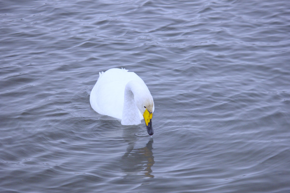 Лебедь на алтайской зимовке - Ирина Богатырёва
