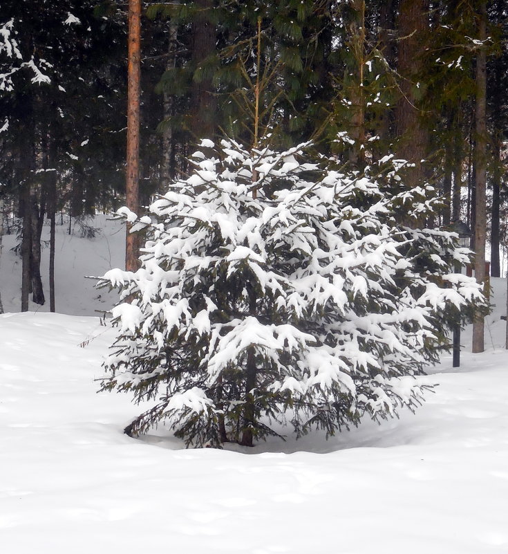 Надели елки на лапки снежные перчатки!!! - Наталья Пендюк Пендюк