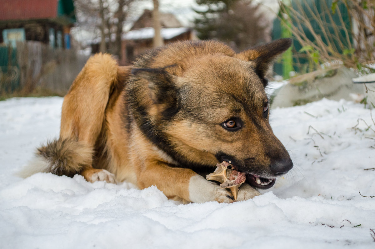 Собачья радость - Lola 